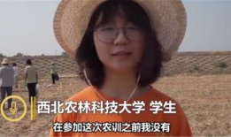 收麦视频,收麦视频背后的故事